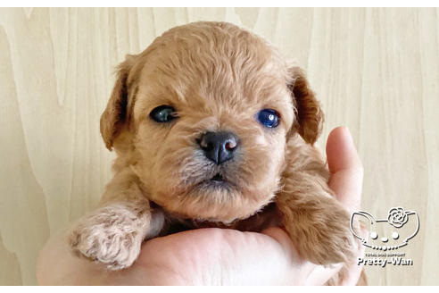 成約済の愛知県のチワプー:チワワ×トイプードル-123516の2枚目